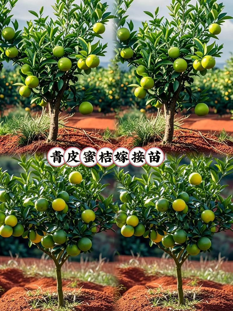 培育柑橘苗首选嫁接苗:品种、砧木与种植全攻略 适种地区集中在年均温16-22°C的南方15省