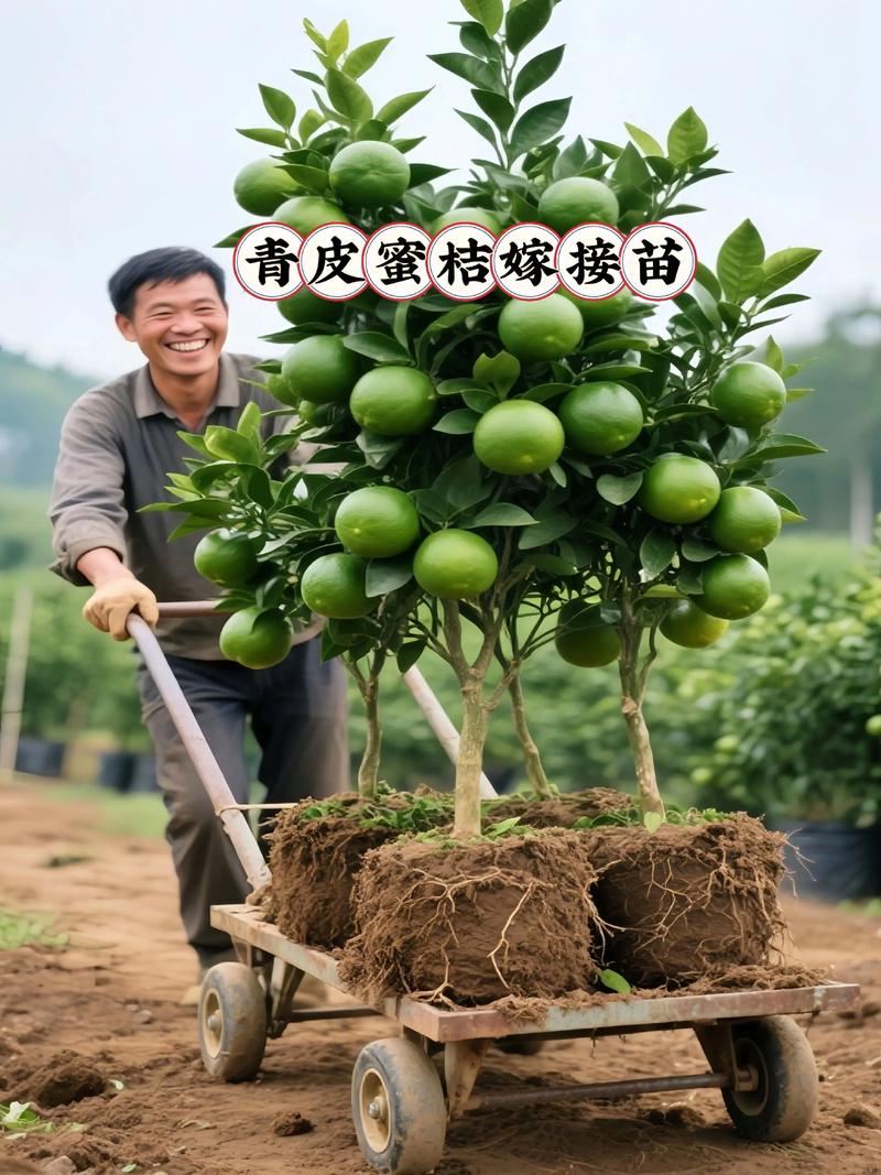 培育柑橘苗首选嫁接苗:品种、砧木与种植全攻略 采购质量判断:三看检验法避免买到劣质苗