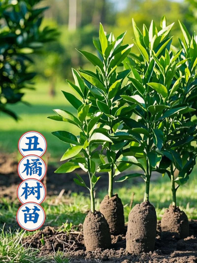 培育柑橘苗首选嫁接苗:品种、砧木与种植全攻略 2026年产量与经济价值:盛果期亩产5000-8000斤,收购价1.5-4元/斤