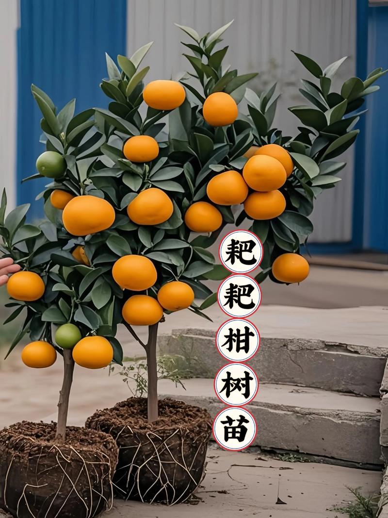 培育柑橘苗首选嫁接苗:品种、砧木与种植全攻略 授粉配置:多数柑橘自花结实,但异花授粉可增产10-20%