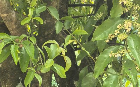 解密桂花树上的“不速之客”：桑寄生与槲寄生的作用与风险