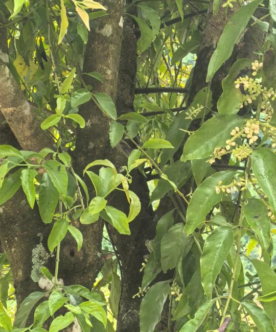 解密桂花树上的“不速之客”：桑寄生与槲寄生的作用与风险