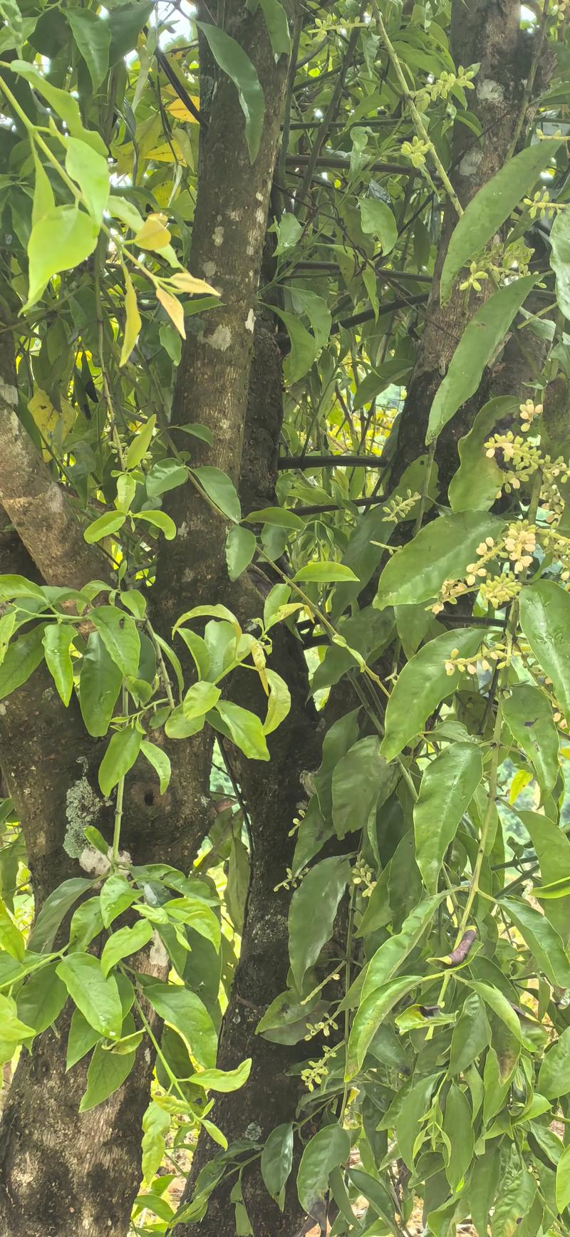 解密桂花树上的“不速之客”:桑寄生与槲寄生的作用与风险 解密桂花树上的“不速之客”:桑寄生与槲寄生的作用与风险