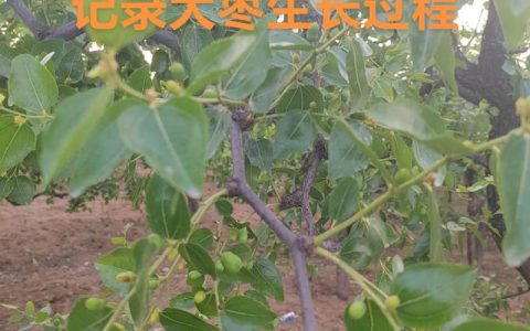 枣树移栽后多久能活过来？掌握7步核心种植技术，成活率提升至95%