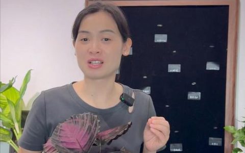 红玫瑰竹芋开花吗？花期、促花条件与不开花原因全解析