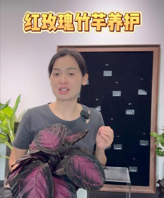 红玫瑰竹芋开花吗？花期、促花条件与不开花原因全解析