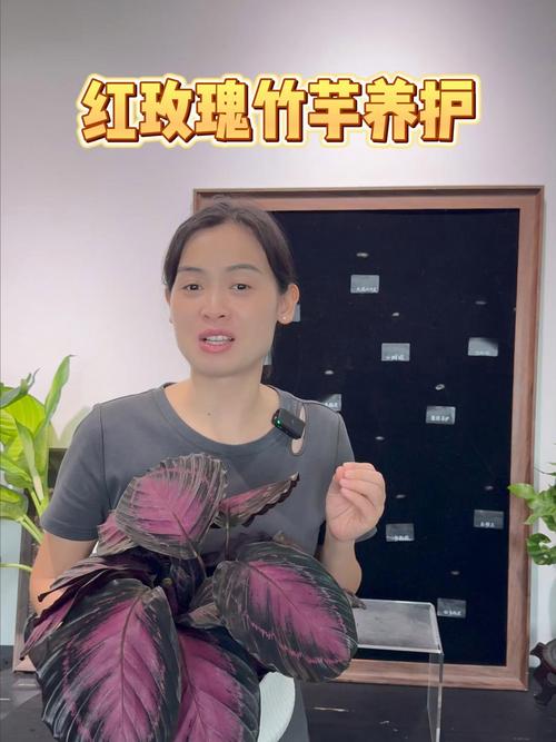 红玫瑰竹芋开花吗?花期、促花条件与不开花原因全解析 红玫瑰竹芋开花吗?花期、促花条件与不开花原因全解析