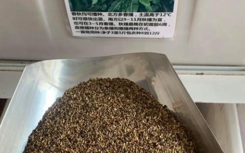 菊苣种子多少钱一斤？规格、产地、采购量影响报价