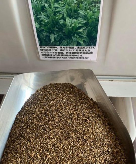 菊苣种子多少钱一斤？规格、产地、采购量影响报价
