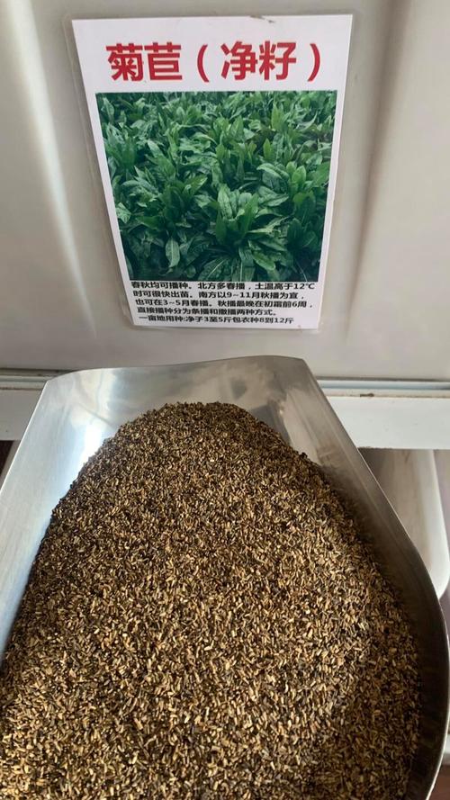 菊苣种子多少钱一斤?规格、产地、采购量影响报价 菊苣种子多少钱一斤?规格、产地、采购量影响报价
