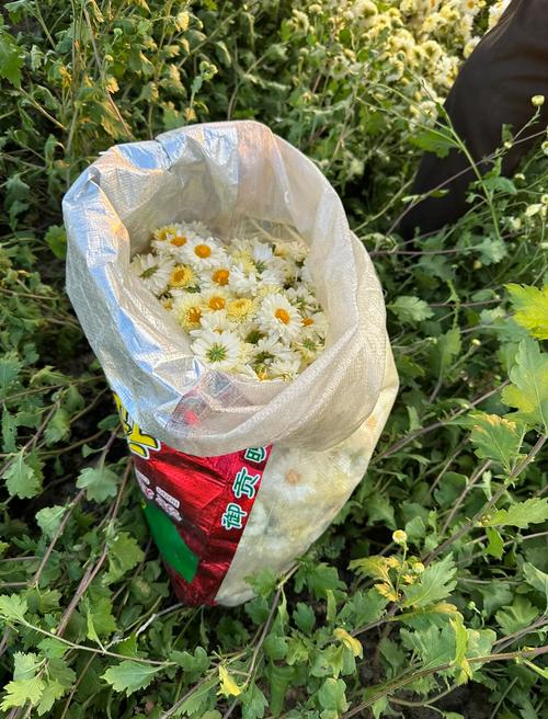 杭白菊:泡茶赏花两相宜的盆栽菊花养护全攻略 FAQ