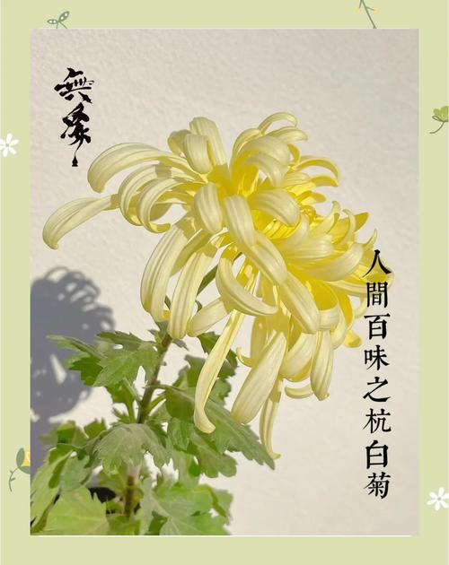 杭白菊:泡茶赏花两相宜的盆栽菊花养护全攻略 总结