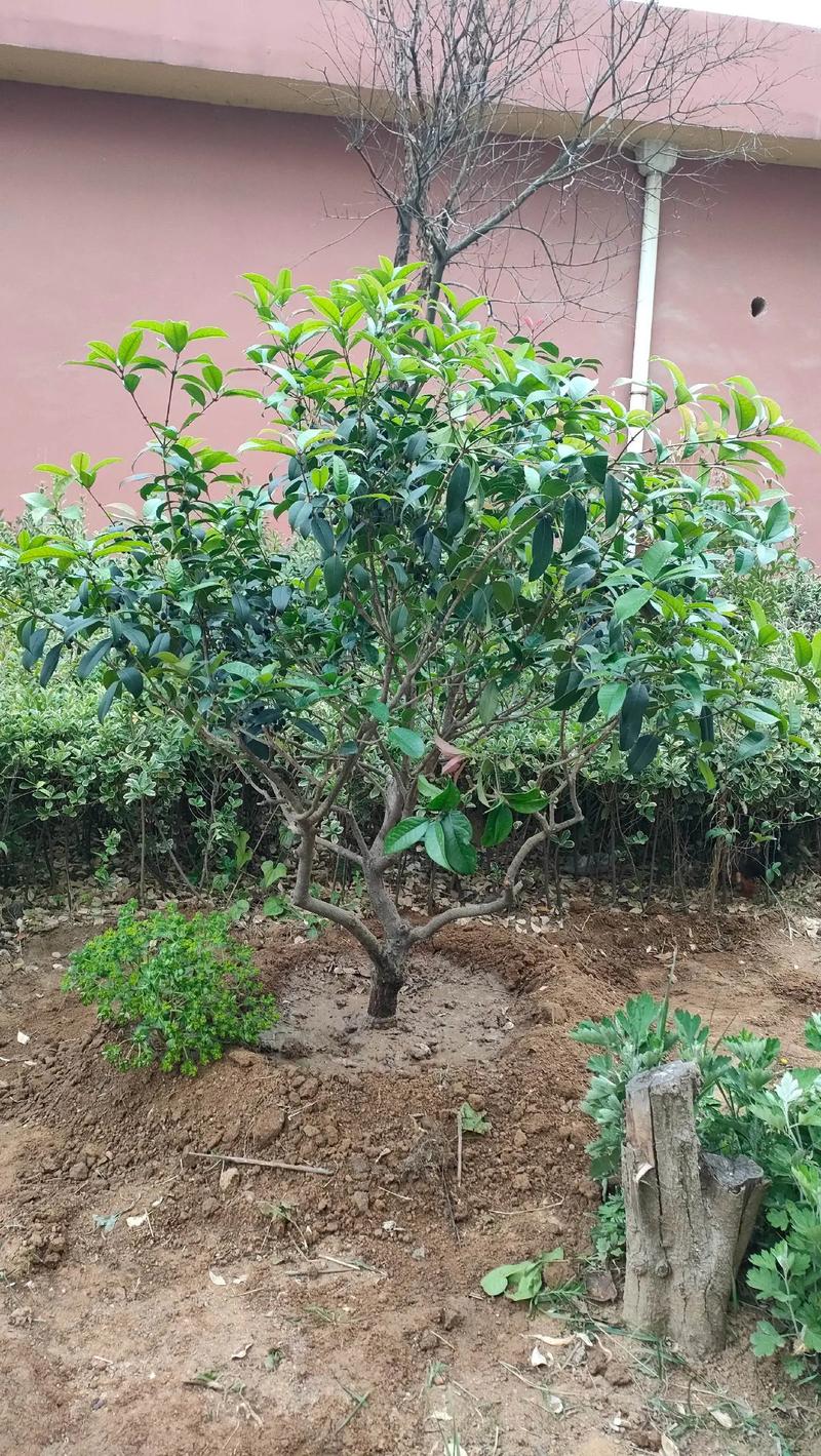 桂花树为什么有些有果子?揭秘桂花结果的奥秘 结语:结果的桂花树更珍贵,但并非必需