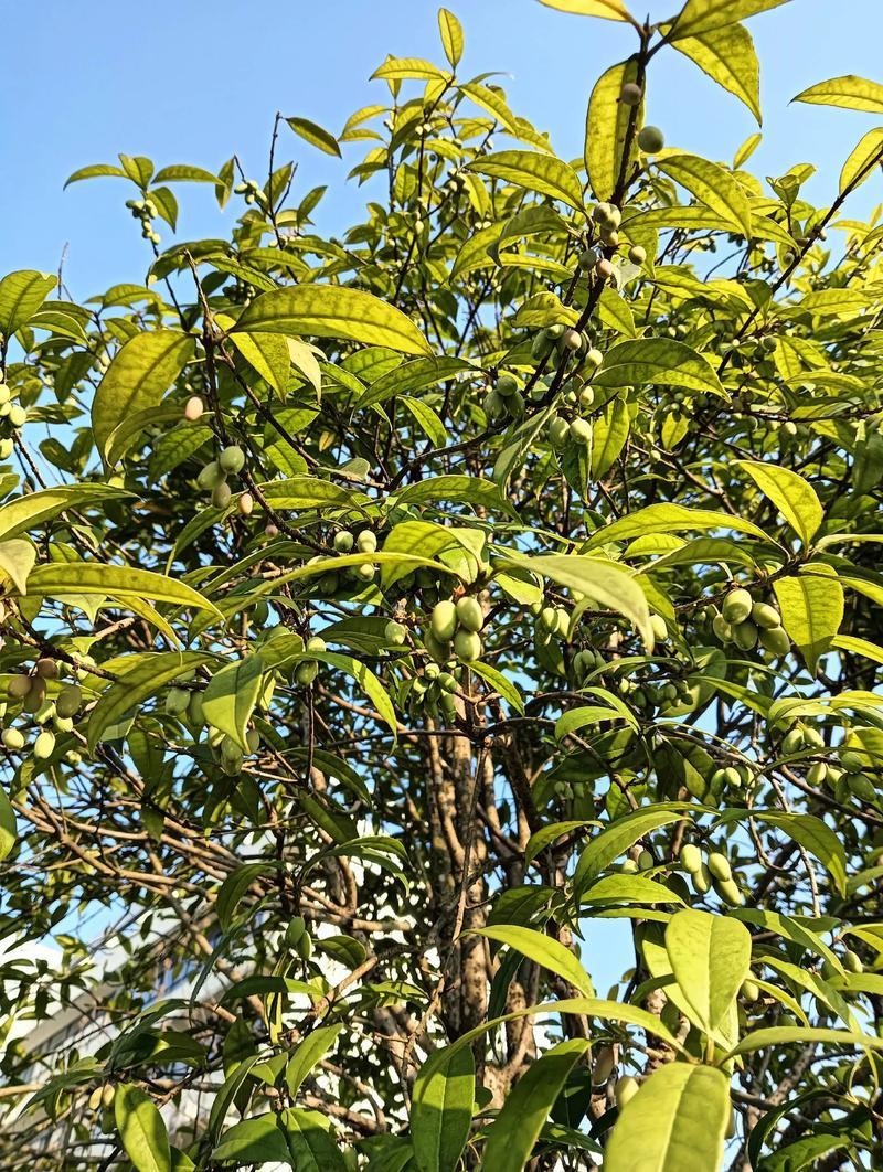 桂花树为什么有些有果子?揭秘桂花结果的奥秘 授粉条件:风媒与虫媒的联合作用