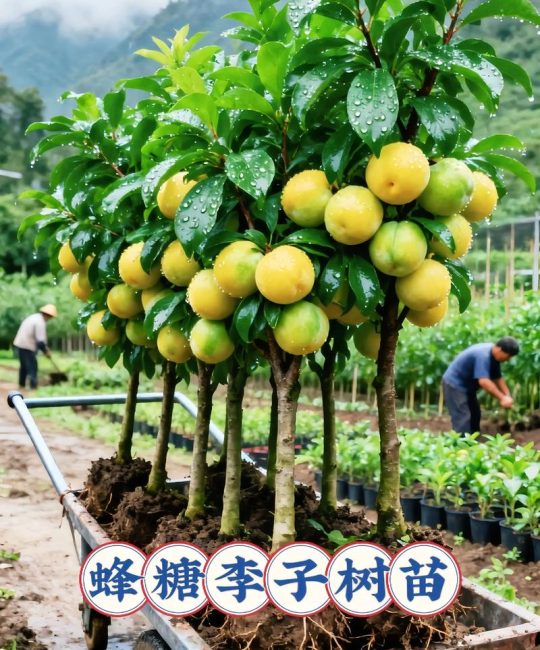 适合北方种的果树苗哪里有？从品种筛选到苗圃核查的采购指南