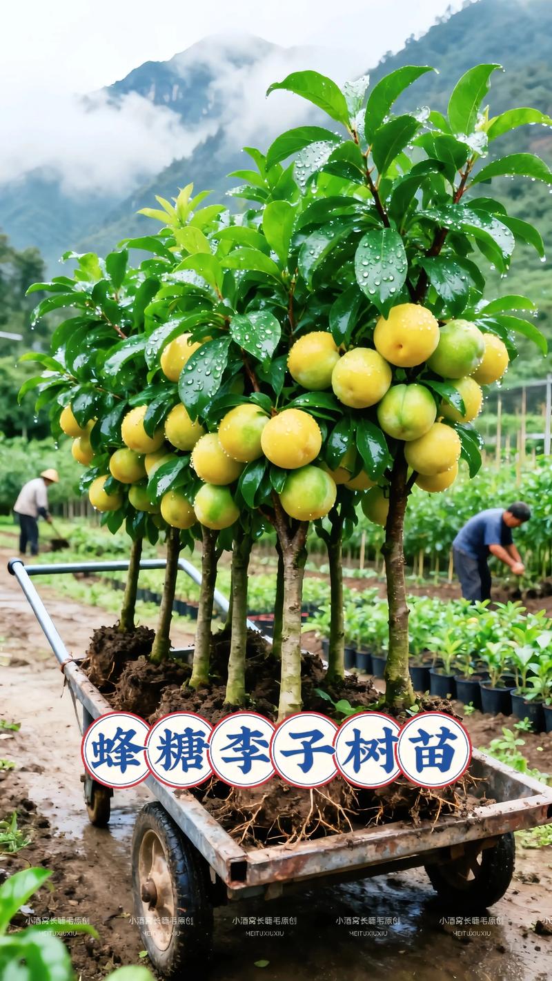 适合北方种的果树苗哪里有?从品种筛选到苗圃核查的采购指南 一、哪些果树适合北方种植?