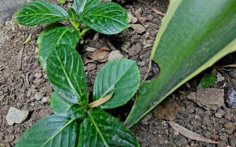 蓝花楹扦插繁殖全攻略：从基质配比到炼苗移栽