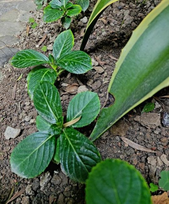 蓝花楹扦插繁殖全攻略：从基质配比到炼苗移栽