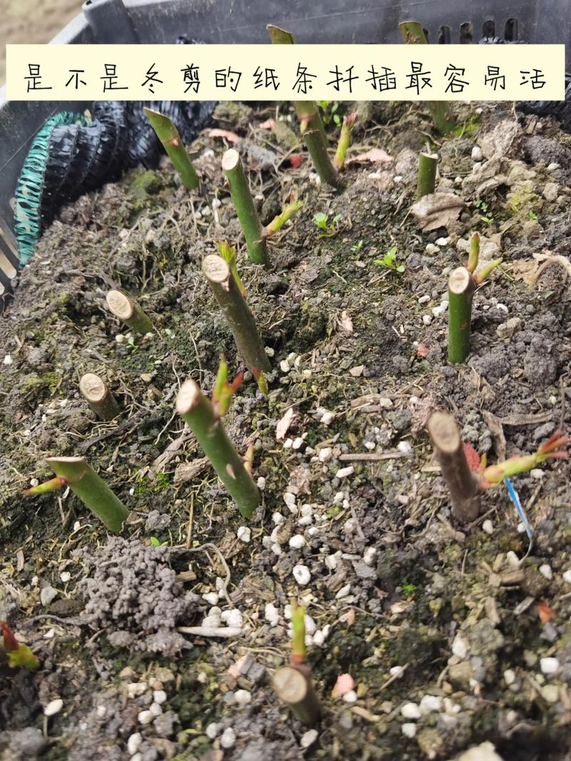 蓝花楹扦插繁殖全攻略:从基质配比到炼苗移栽 基质配制与插穗准备