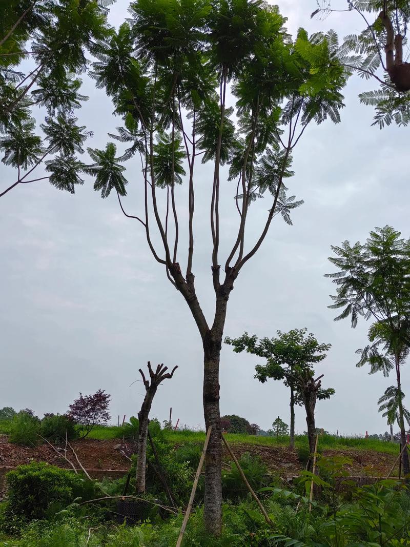 蓝花楹扦插繁殖全攻略:从基质配比到炼苗移栽 生根期管理与失败诊断