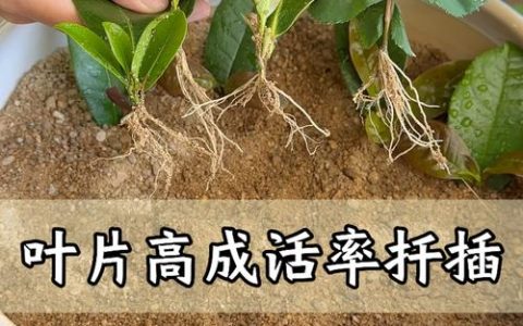 金鱼花扦插全攻略：从基质配比到炼苗移栽，成活率翻倍的详细步骤