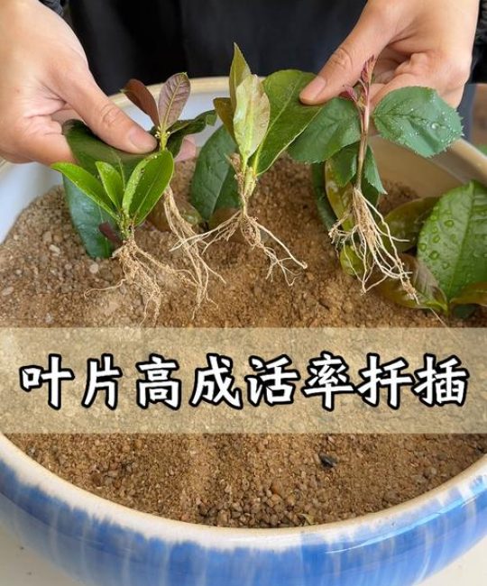 金鱼花扦插全攻略：从基质配比到炼苗移栽，成活率翻倍的详细步骤