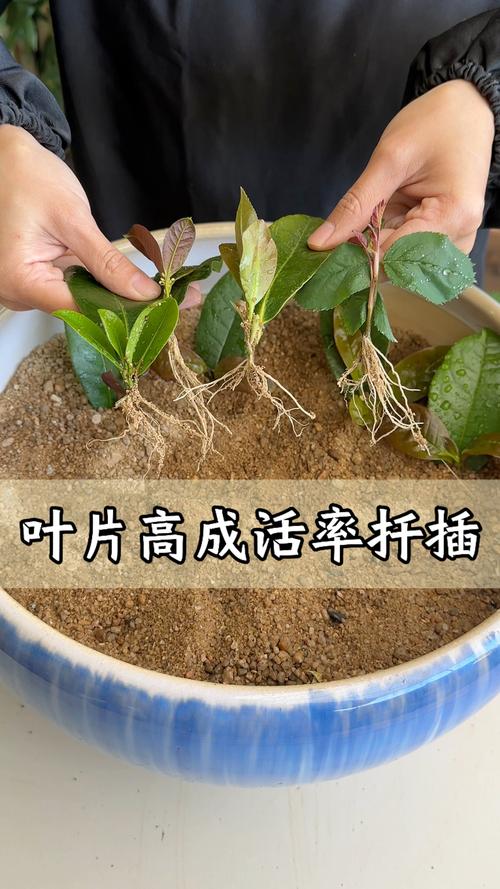 第一步：品种鉴定与繁殖方式筛选