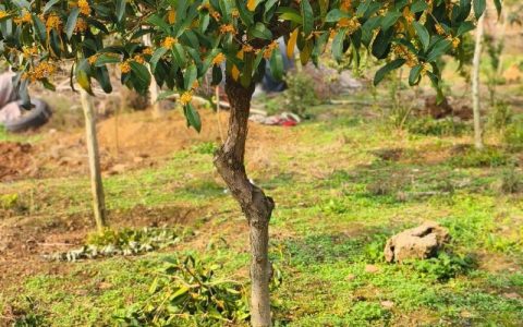 桂花树北方露天种植可行性指南：气候适应与防寒养护全攻略