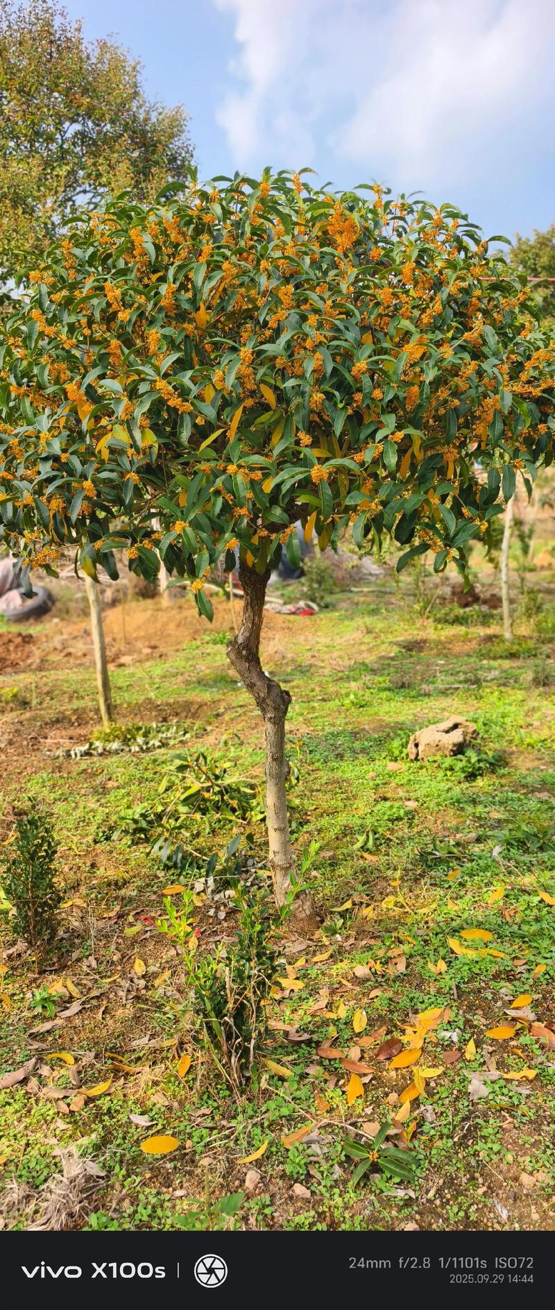 桂花树北方露天种植可行性指南:气候适应与防寒养护全攻略 桂花树北方露天种植可行性指南:气候适应与防寒养护全攻略