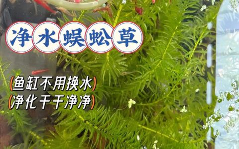 水草怎么养才能养得好？新手水族造景全攻略