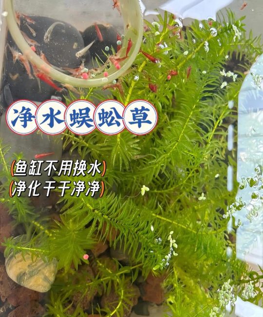 水草怎么养才能养得好？新手水族造景全攻略