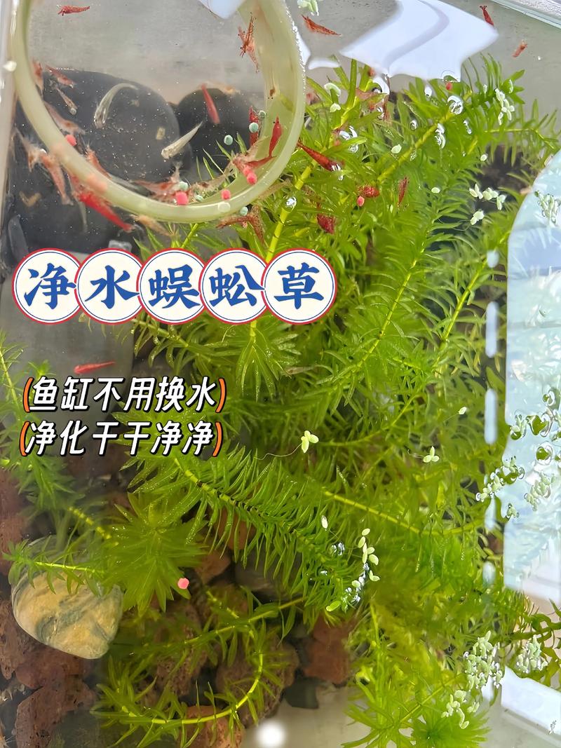 水草怎么养才能养得好？新手水族造景全攻略