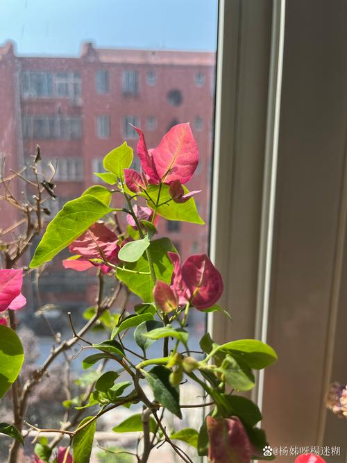 三角梅开花几天会谢?延长花期与最佳观赏时间全攻略 三角梅开花几天会谢?延长花期与最佳观赏时间全攻略