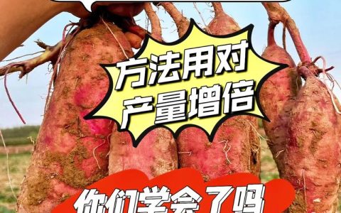 种植红薯亩产量多少斤？高产种植技术全流程指南