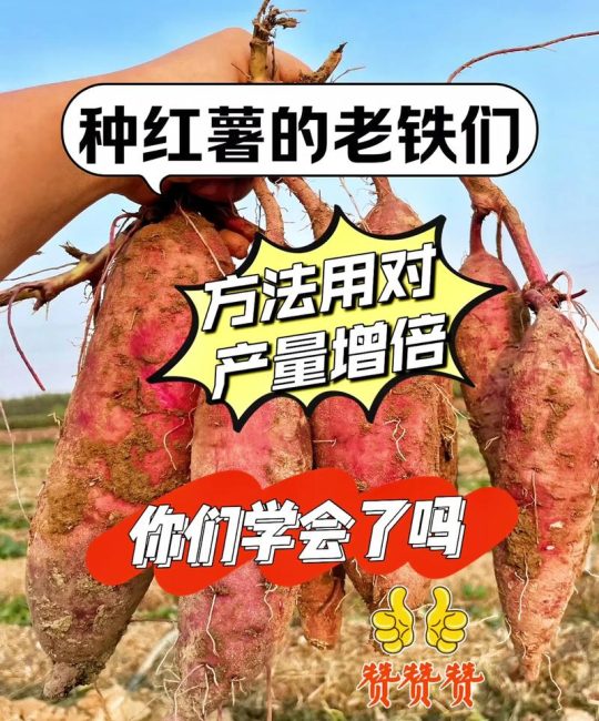 种植红薯亩产量多少斤？高产种植技术全流程指南