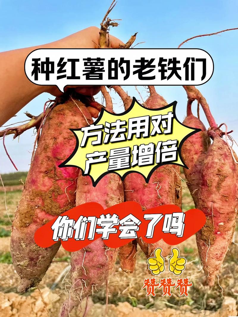 种植红薯亩产量多少斤?高产种植技术全流程指南 一、适宜时间