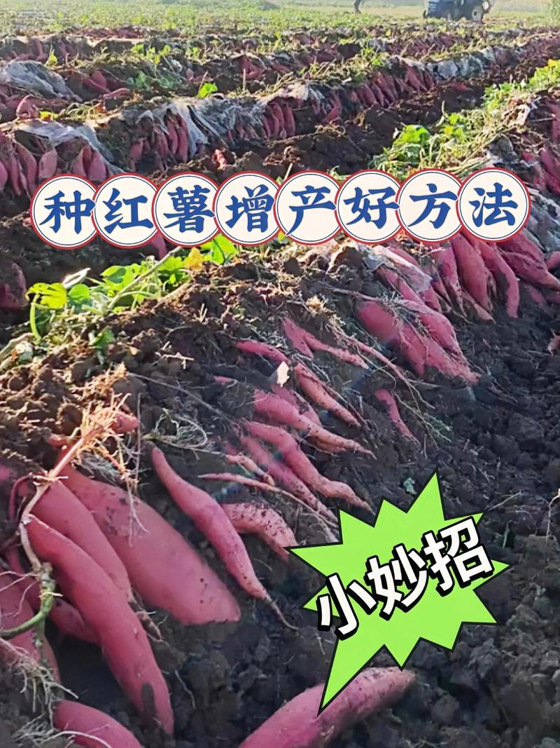种植红薯亩产量多少斤?高产种植技术全流程指南 三、栽前处理
