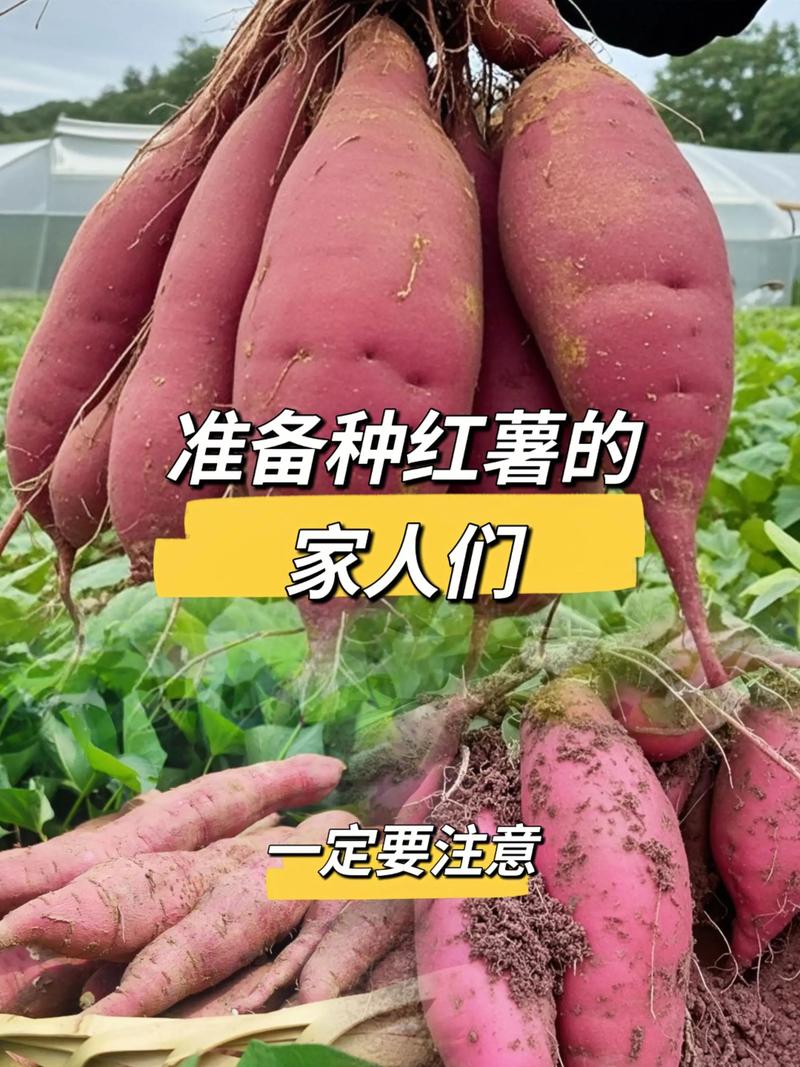 种植红薯亩产量多少斤?高产种植技术全流程指南 四、栽植深度