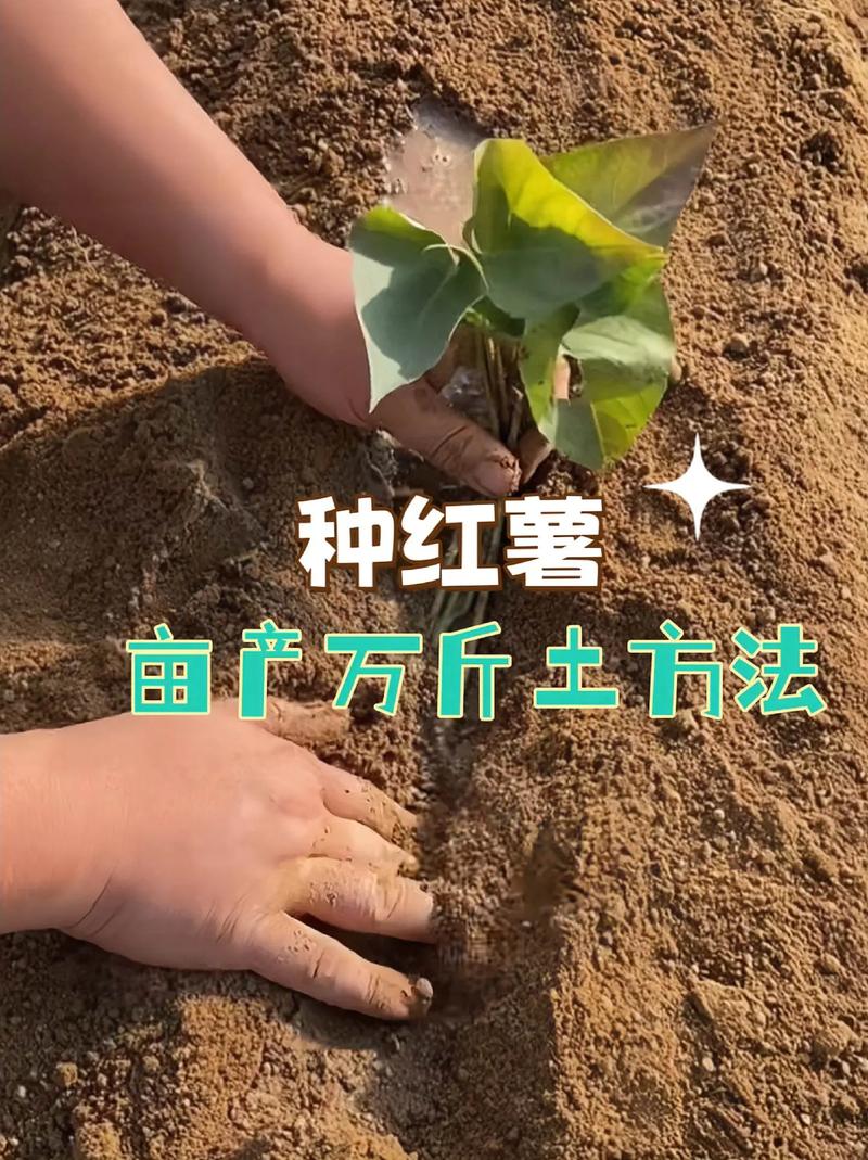 种植红薯亩产量多少斤?高产种植技术全流程指南 七、成活注意事项