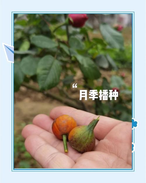 浇定根水