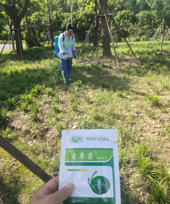 麦冬草需要修剪吗？附完整养护与修剪指南