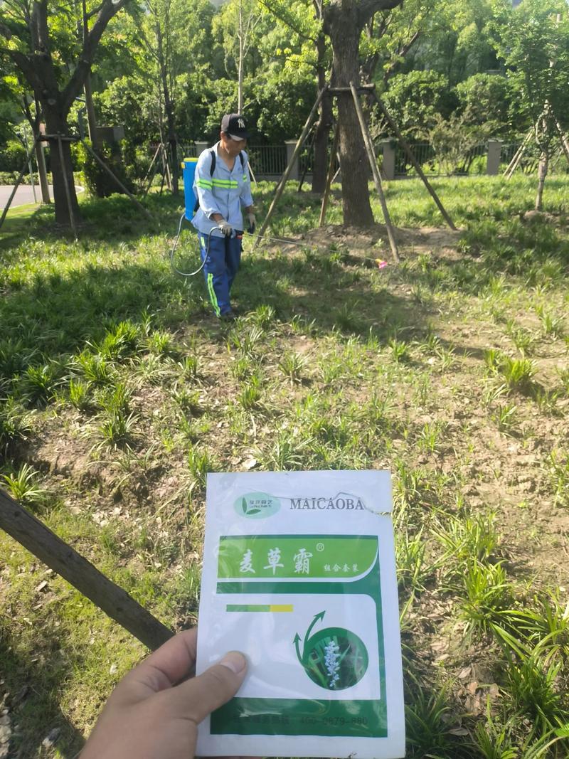 麦冬草需要修剪吗?附完整养护与修剪指南 麦冬草需要修剪,但频率和强度远低于草坪