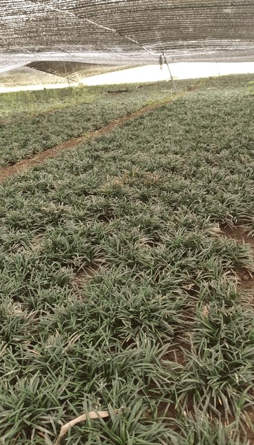 麦冬草需要修剪吗?附完整养护与修剪指南 判断是否需要修剪的信号