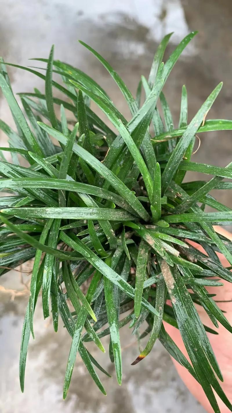 麦冬草需要修剪吗?附完整养护与修剪指南 麦冬草修剪操作步骤