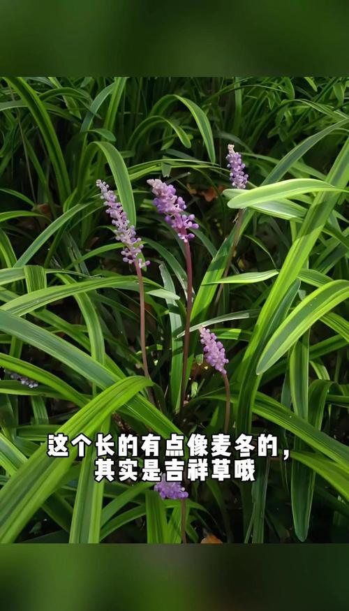 麦冬草需要修剪吗?附完整养护与修剪指南 推荐修剪方案(按场景)