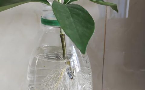 桅子花水培方法和注意事项：从生根到开花的全流程指南