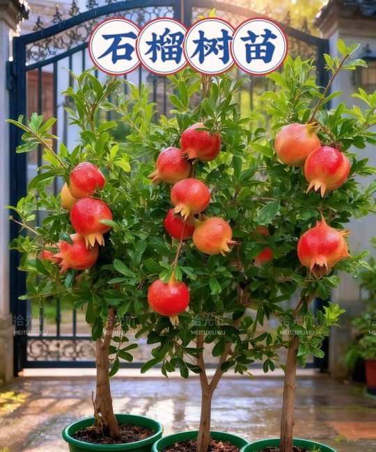 软籽石榴苗哪里买？权威采购指南与种植技术全攻略