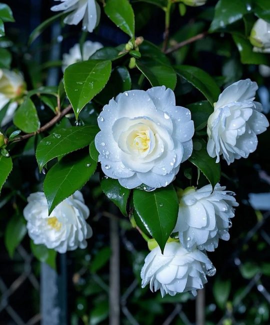 山茶花适合送给什么人？花语寓意与全周期养护指南