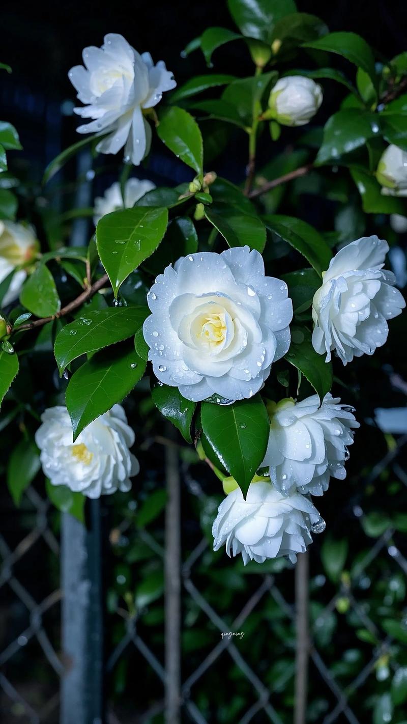 山茶花适合送给什么人?花语寓意与全周期养护指南 山茶花适合送给什么人?花语寓意与全周期养护指南