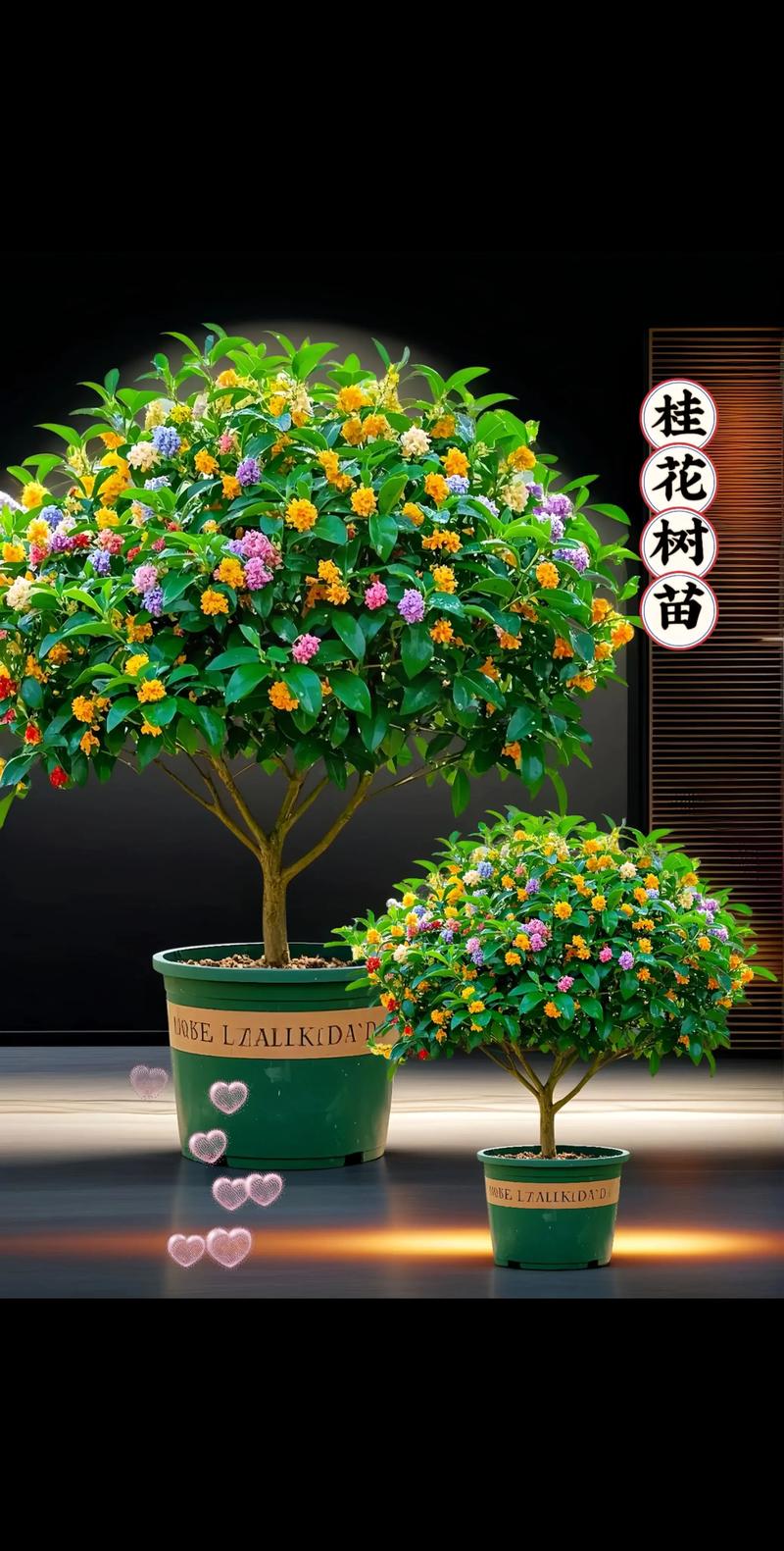 3公分桂花树苗价格多少钱一棵?2025年最新报价参考 规格定义:3公分是指什么?